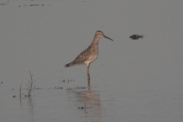 Stilt Sandpiper