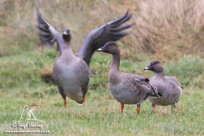 Tundra Bean Goose