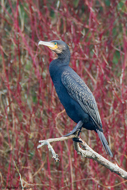 Cormorant