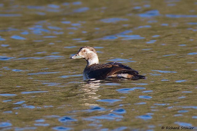 Long-tailed Duck