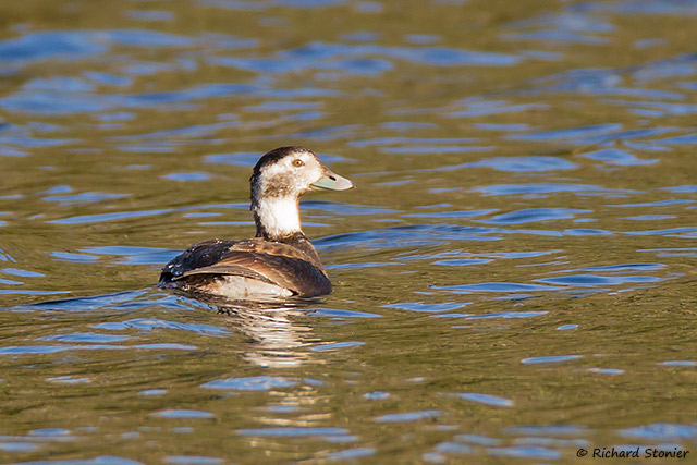 Long-tailed Duck