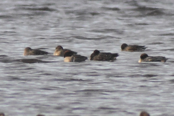 Green-winged Teal