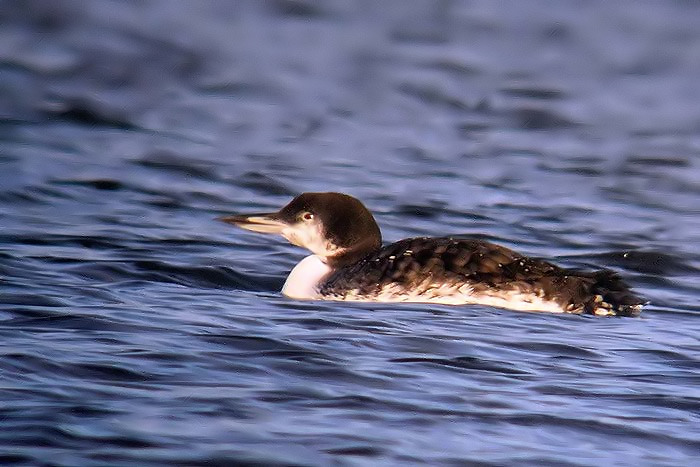 Great Northern Diver