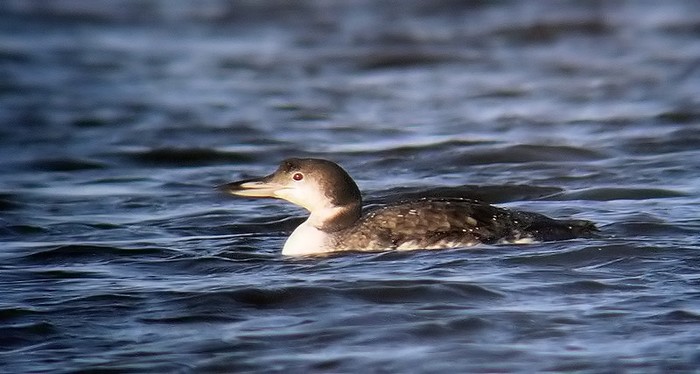 Great Northern Diver