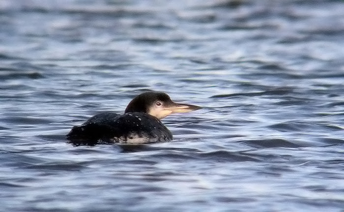 Great Northern Diver