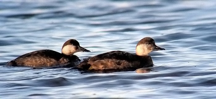 Common Scoter