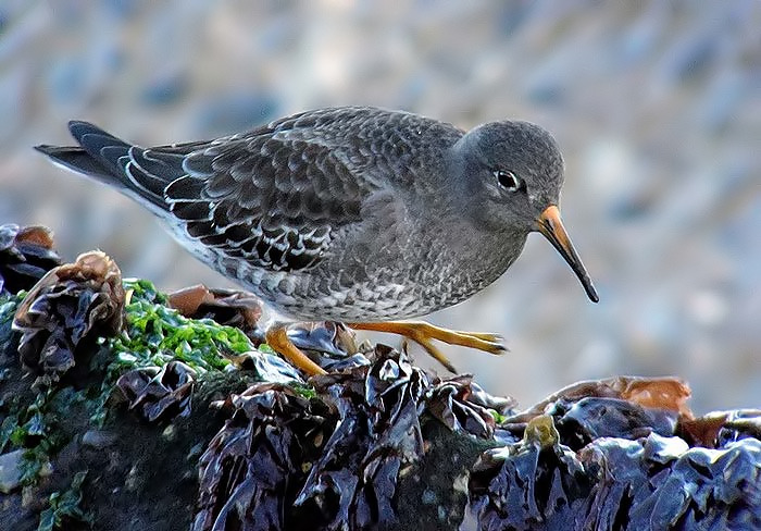 Purple Sandpiper