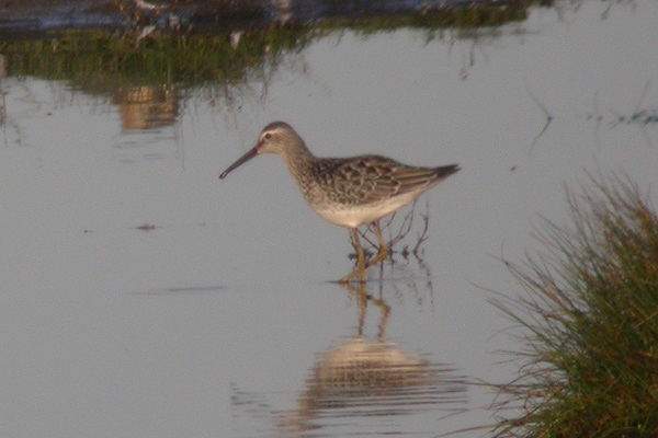 Stilt Sandpiper