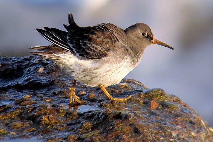 Purple Sandpiper