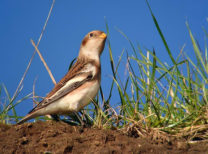 Snow Bunting