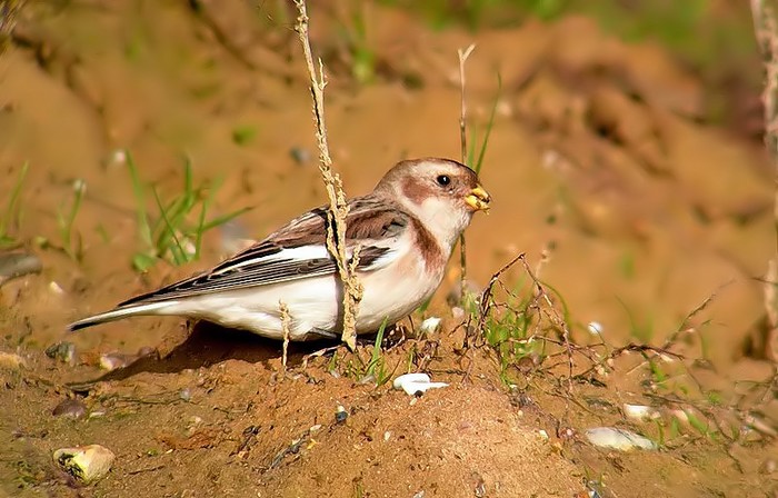 Snow Bunting