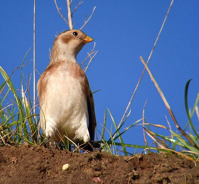 Snow Bunting