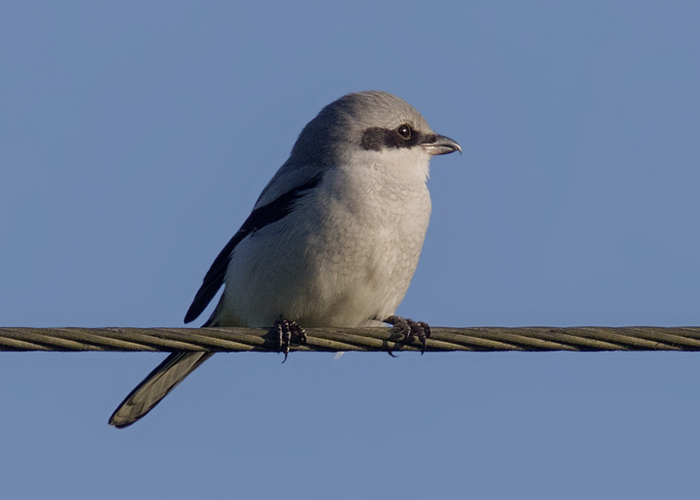 Great Grey Shrike