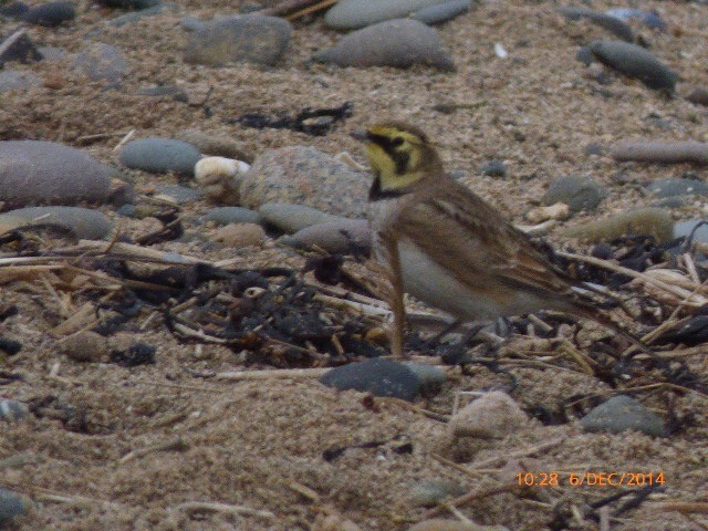 Shorelark