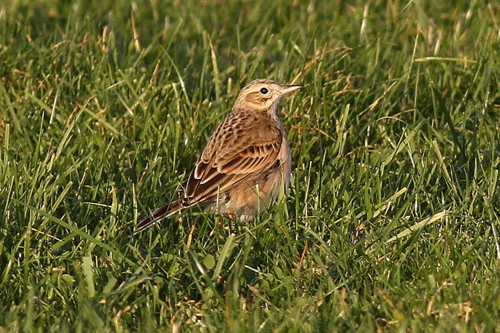 Richard's Pipit