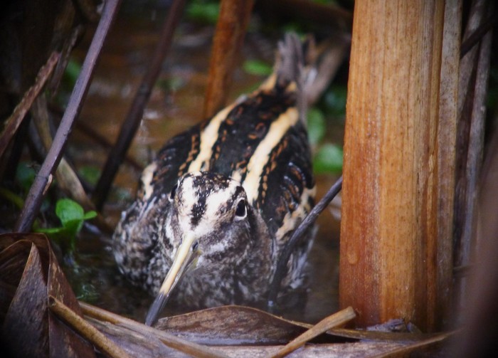 Jack Snipe