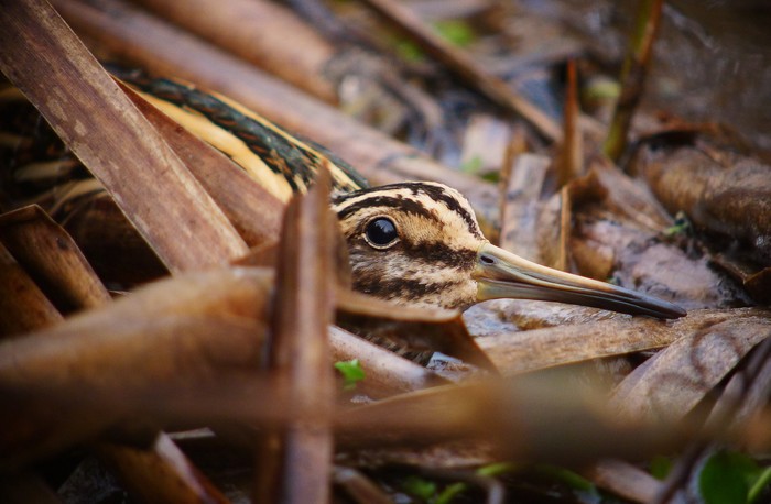 Jack Snipe