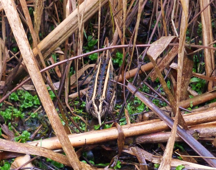 Jack Snipe