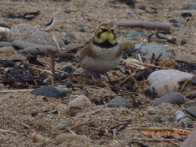 Shorelark