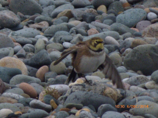 Shorelark
