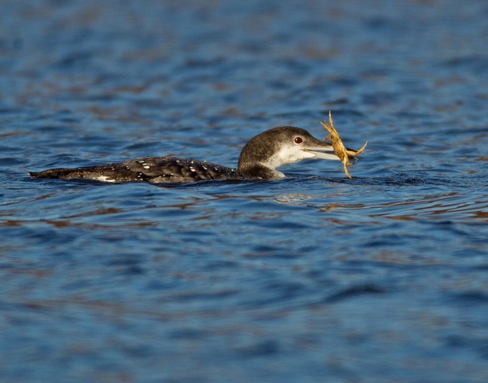 Great Northern Diver
