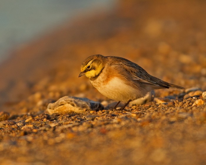Shorelark