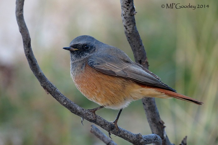 Eastern Black Redstart