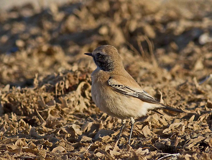 Desert Wheatear