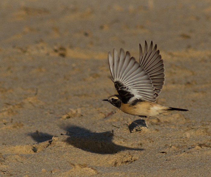 Desert Wheatear
