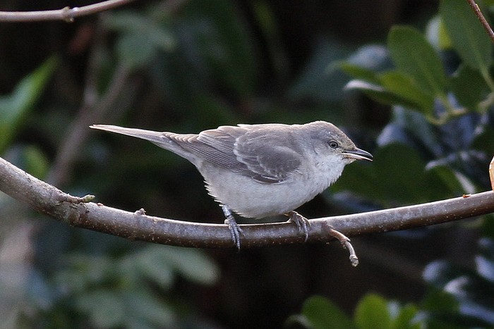 Barred Warbler