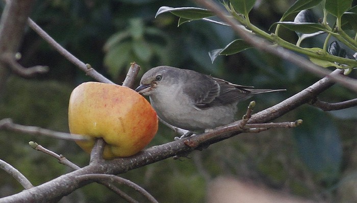 Barred Warbler