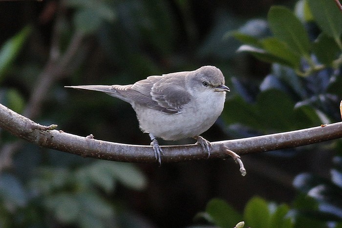 Barred Warbler