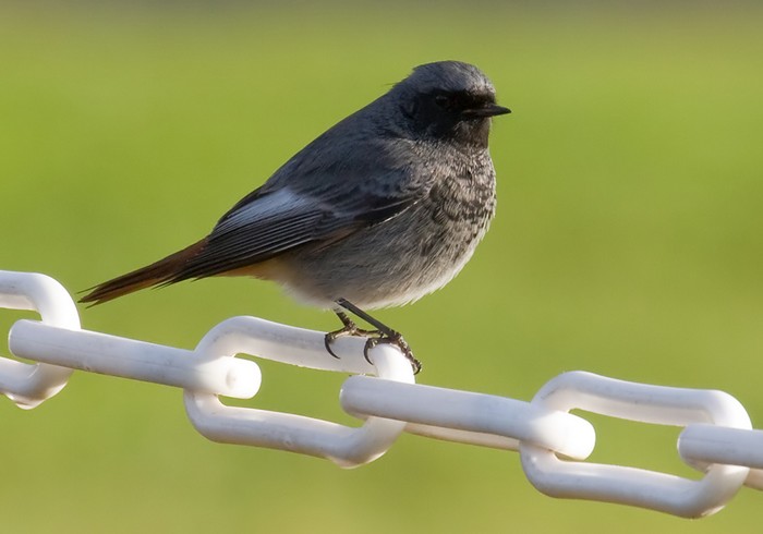 Black Redstart