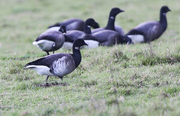 Pale-bellied Brent Goose