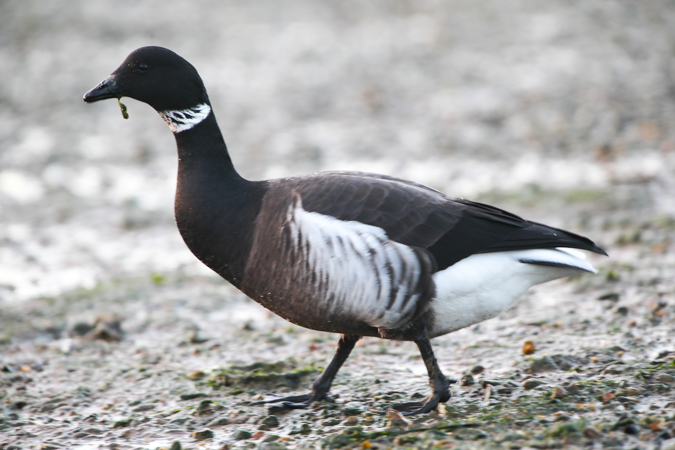 Black Brant