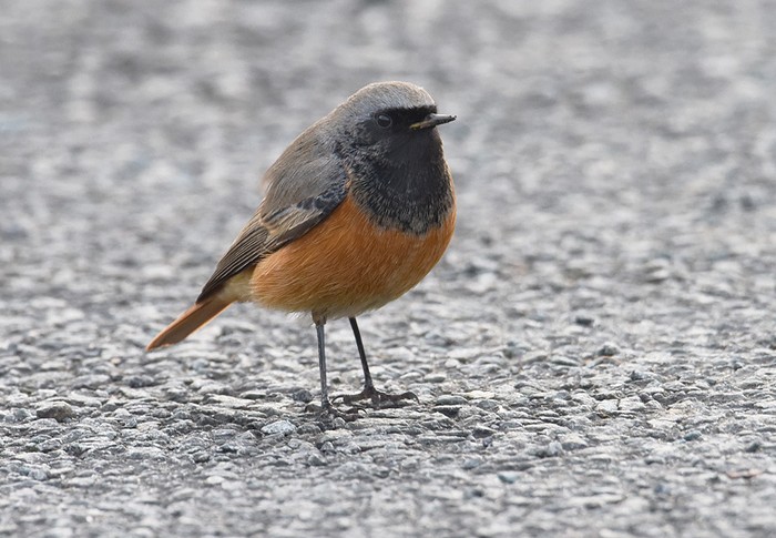 Eastern Black Redstart