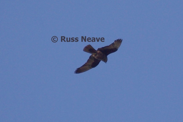 Eleonora's Falcon