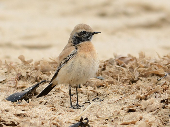 Desert Wheatear