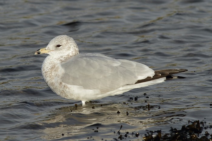 Ring-billed Gull