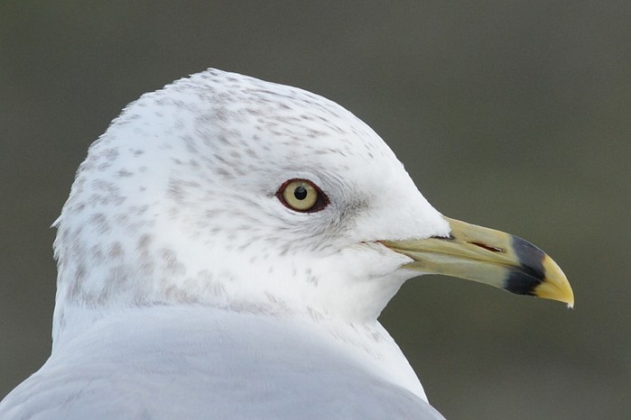 Ring-billed Gull