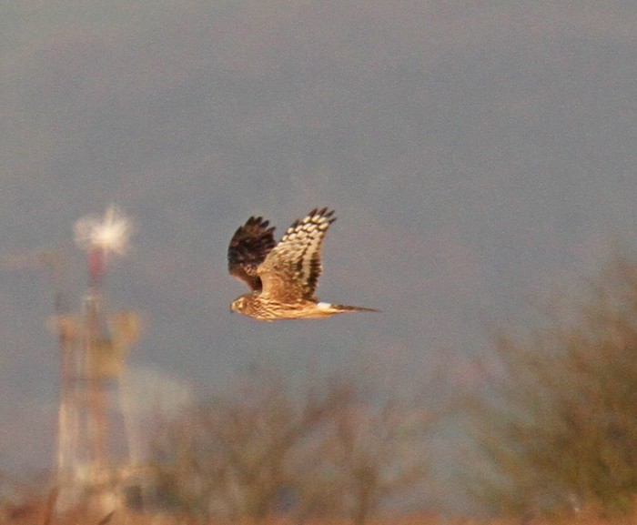 Hen Harrier