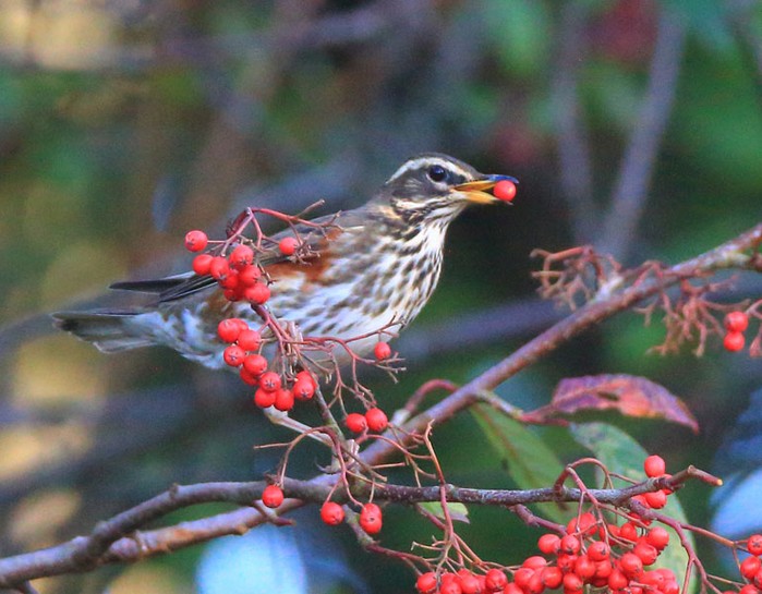 Redwing
