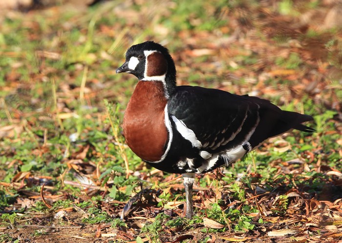 Red-breasted Goose