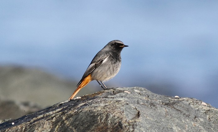 Black Redstart