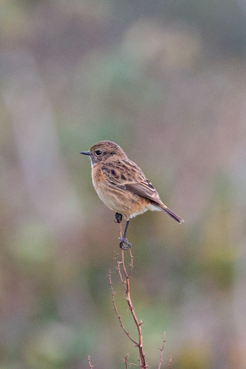 Stonechat
