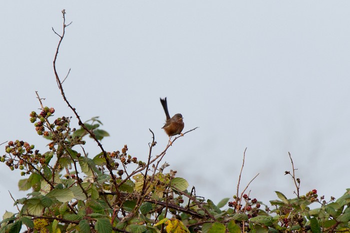 Dartford Warbler