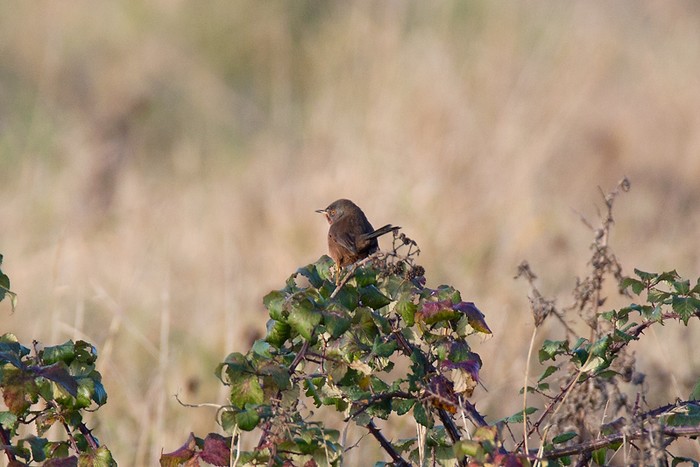 Dartford Warbler