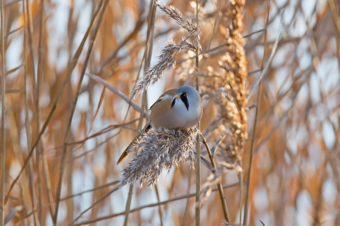 Bearded Tit