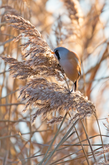 Bearded Tit