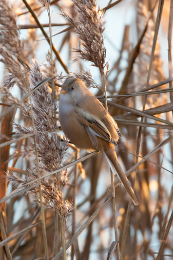 Bearded Tit